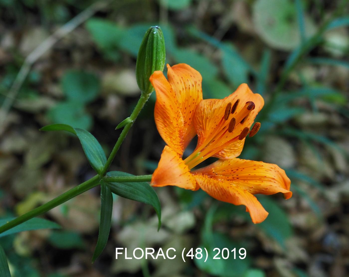 ? flower
